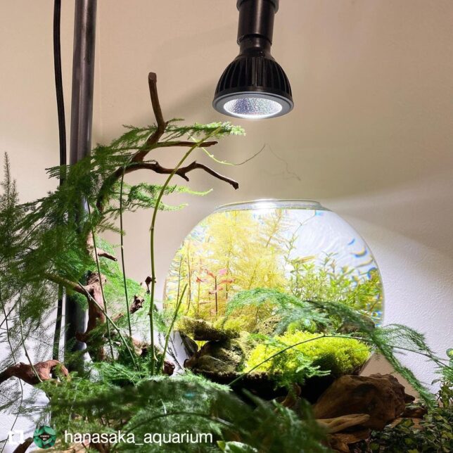 AMATERAS LED 10W 使用実例 @hanasaka_aquarium 様 – 植物育成ライト