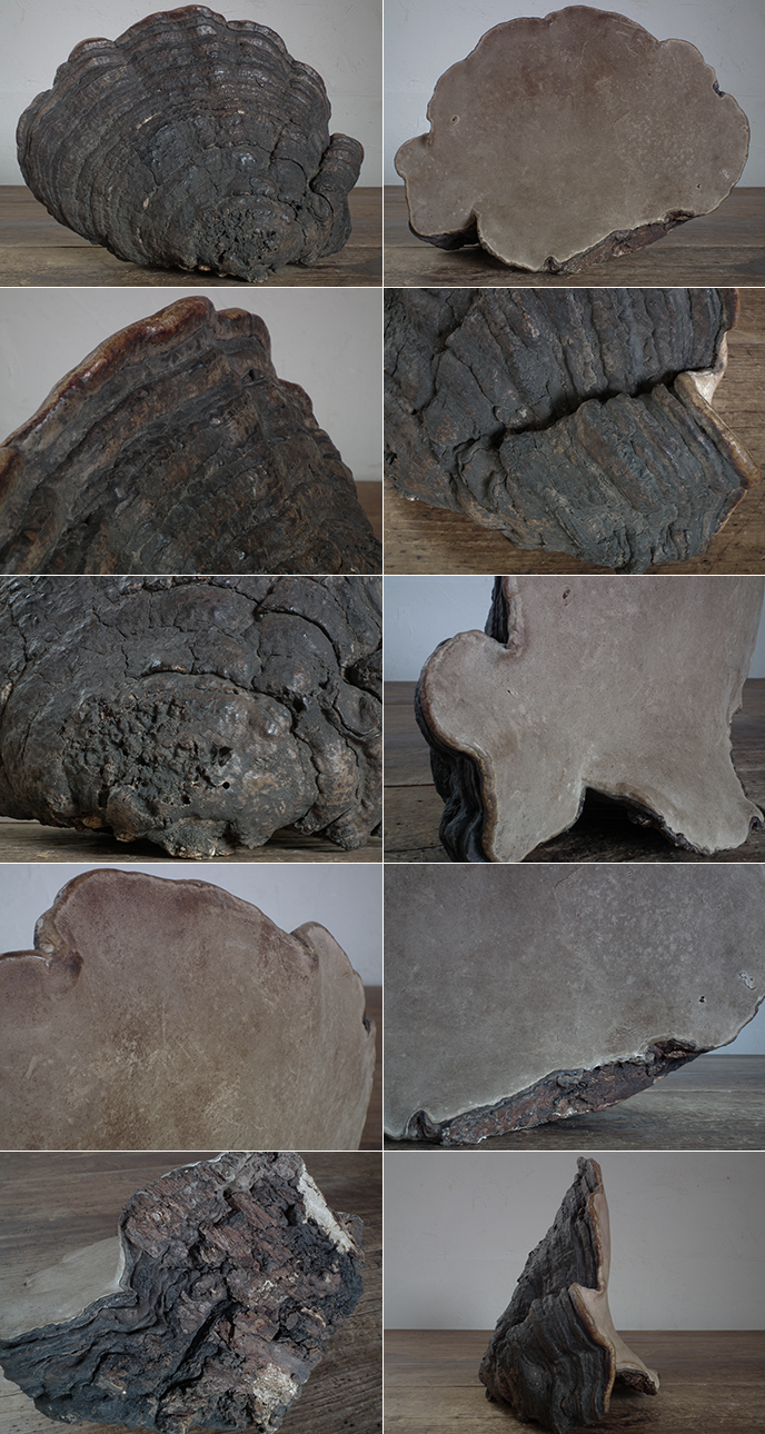 I00681 猿の腰掛け サルノコシカケ （特大） きのこ | MANSIKKA