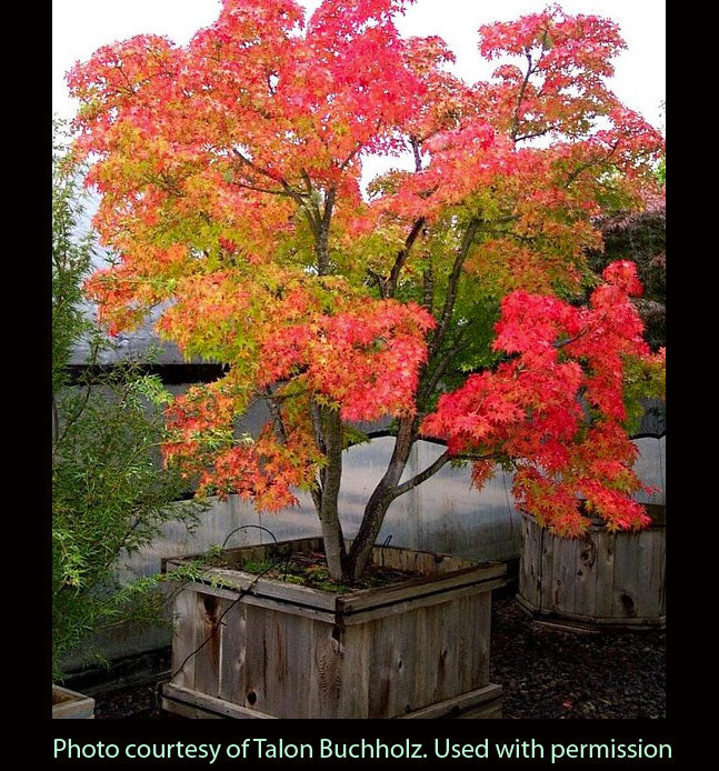 Heavy Seed – Maplestone Ornamentals