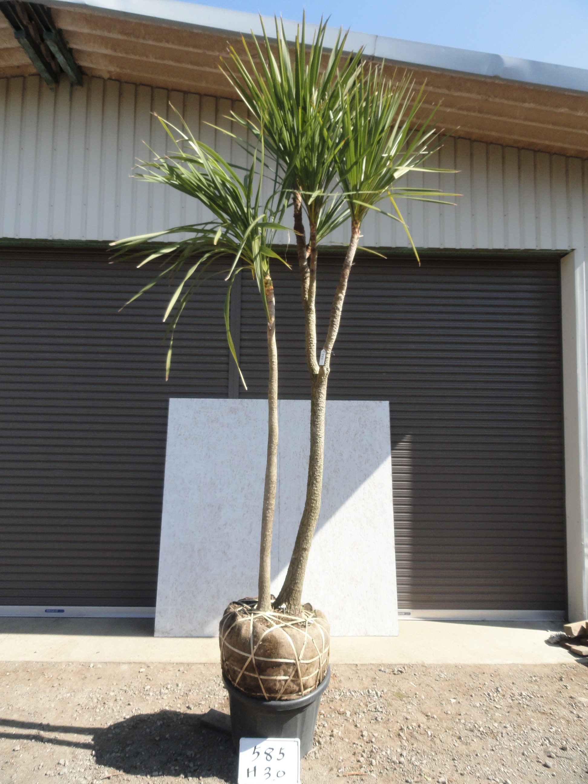 ドラセナ(ニオイシュロラン) 入荷情報 585 | 松樹園緑化