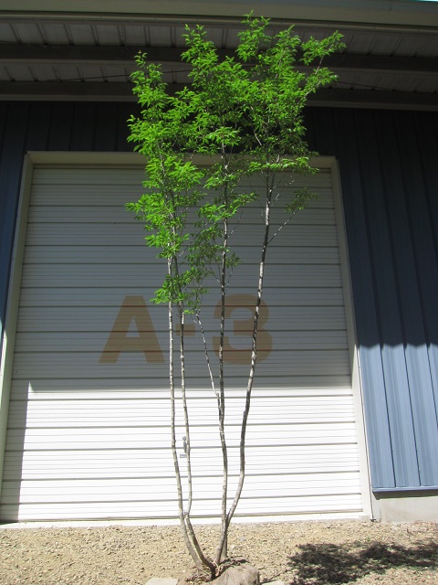 2013年の販売商品】 - Next Green Market