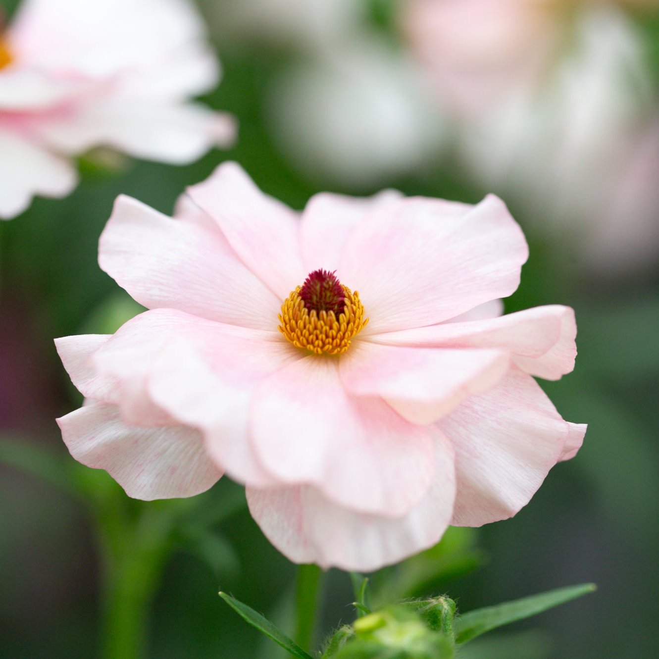 ラナンキュラスラックス