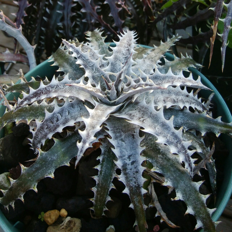 ディッキア成長記録：ディッキア（Dyckia '#200'）Steve Super編