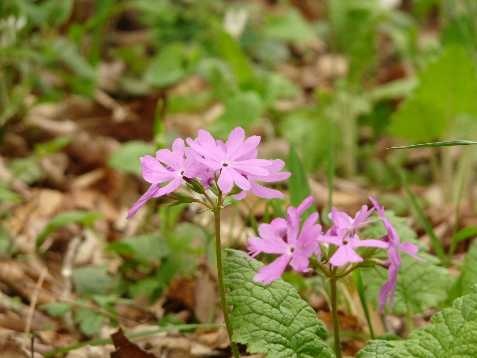 u*3様 山野草 アツモリソウ 赤系武徳 u*3様 山野草