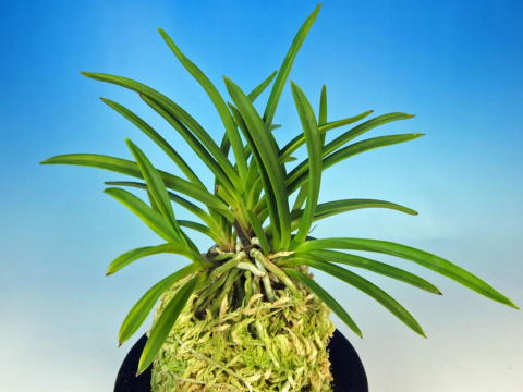 翡翠の縞 - 野村風蘭研究室（佳風庵）