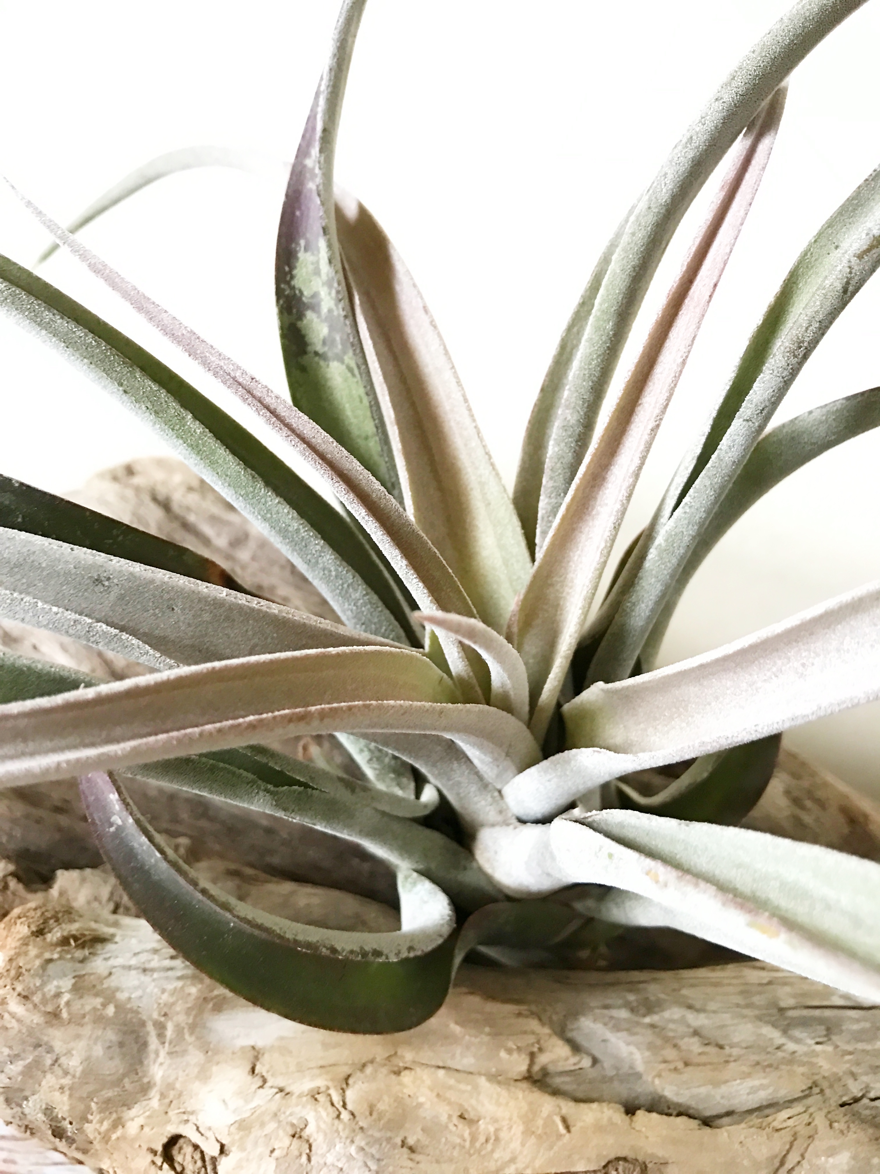 チランジア・チアペンシス（ジャイアントクローン） Tillandsia