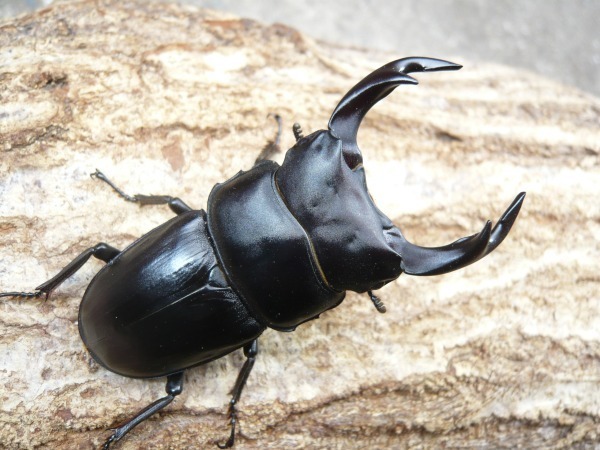 猪名川町槻並産 国産オオクワガタ ♂60ミリUPペア