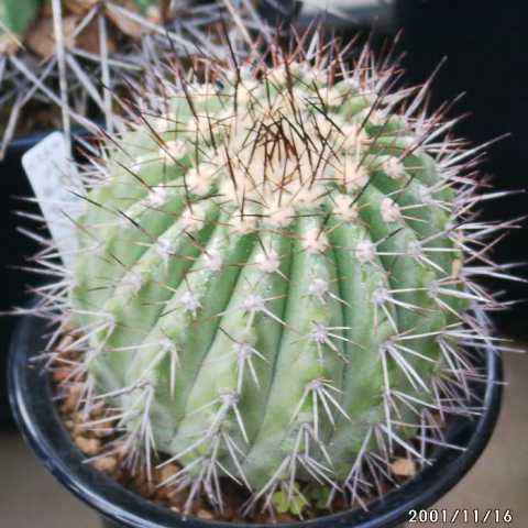 コピアポア 孤竜丸(Copiapoa cinerea var. columna-alba) 多肉植物