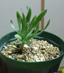 エリオスペルマム フォリオリフェルム(Eriospermum folioliferum) 多肉