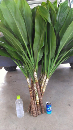 ハワイ産沖縄育ちのティーリィ―フ