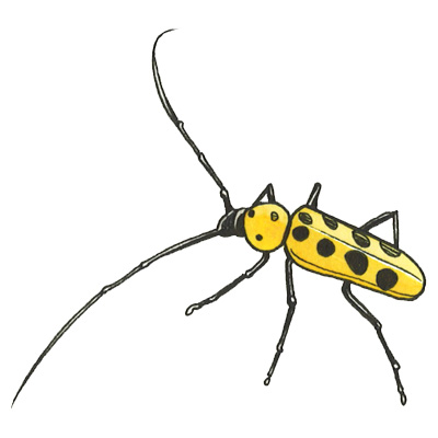 フェリエベニボシカミキリ | 昼の森で活動する生き物たち…昆虫と爬虫類