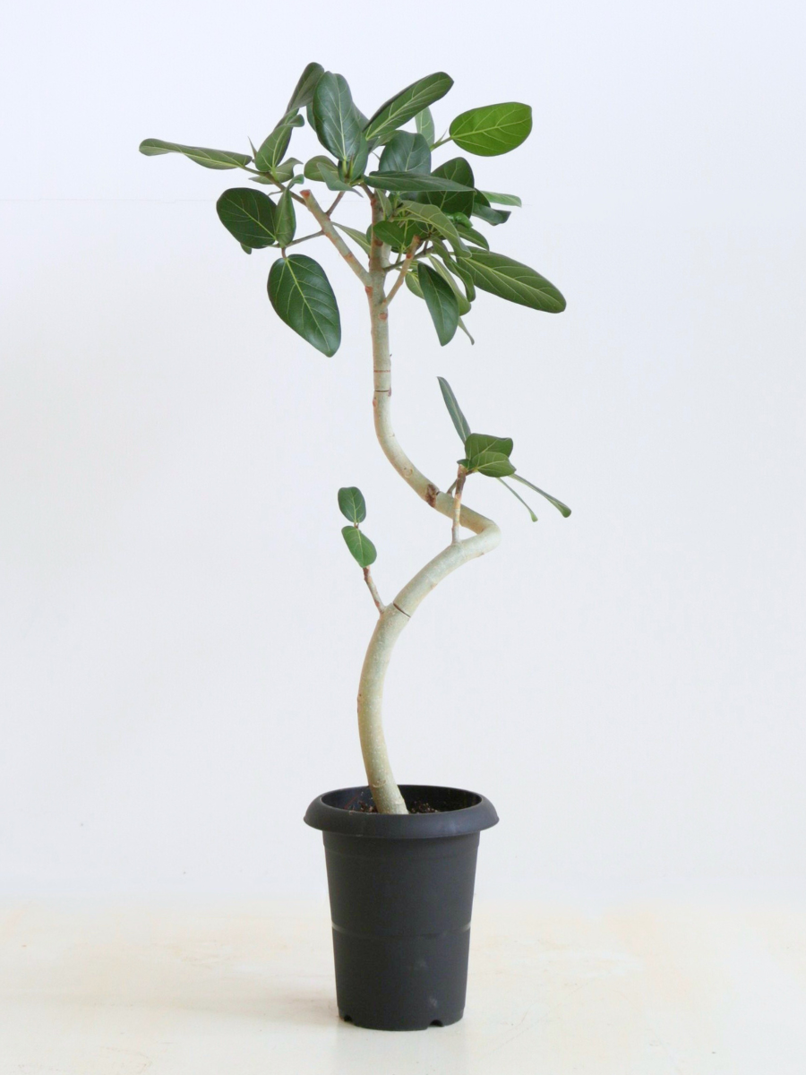 フィカス・ベンガレンシス 6号の通販 | 観葉植物通販AONOKI（あおのき）