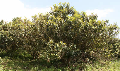 6ケ月以上熟成 無農薬濃厚ビワの葉エキス（洗葉）500ml×2本セット 健康