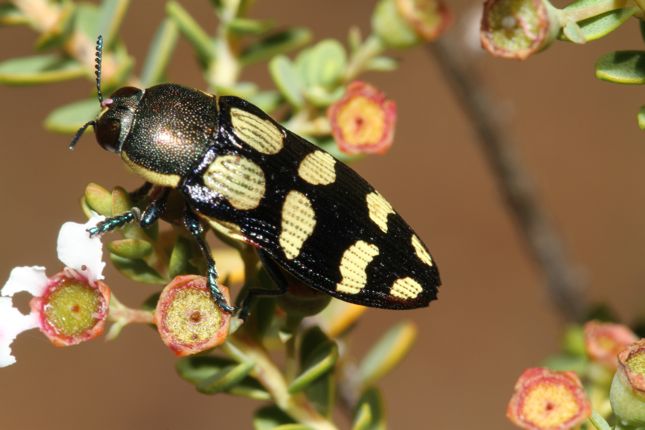 タマムシ | オーストラリアン ワイルドライフ Australian Wildlife
