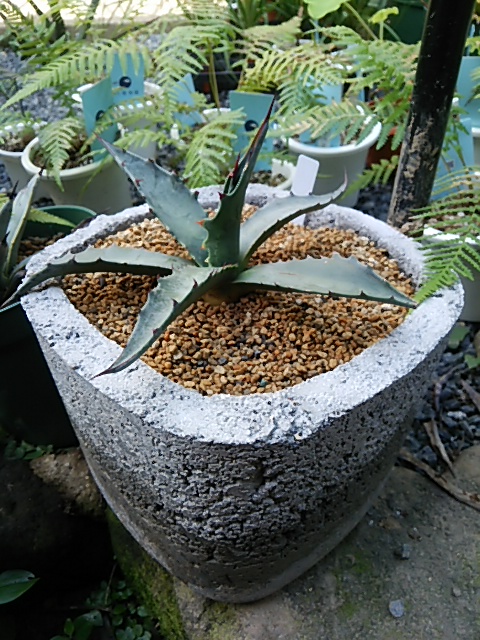 アガベ ジェントリー “ジョーズ” - Botanic Garden 緑葉