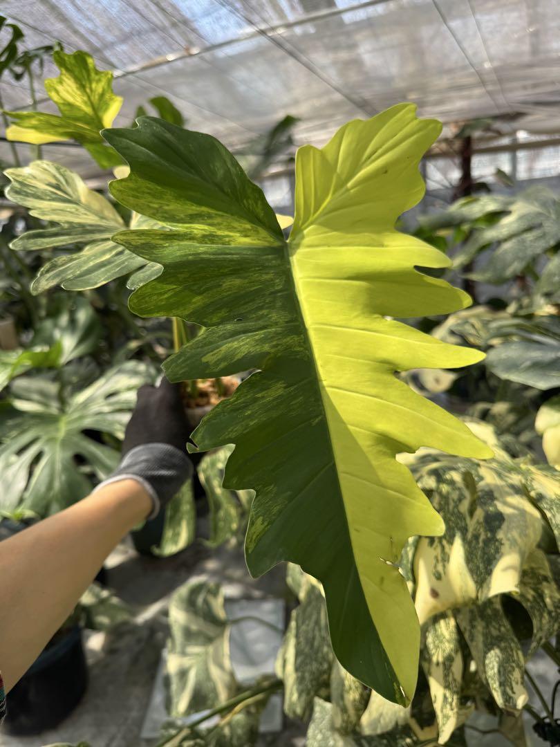 フィロデンドロン キティナ (フロリダビューティー x マヨイ