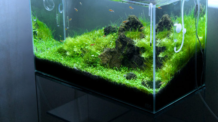 ADA ライトスクリーン リアルな使用感をレビュー！ - The Scaper's Room