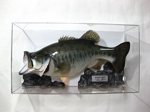 ブラックバス剥製作品集 No.17