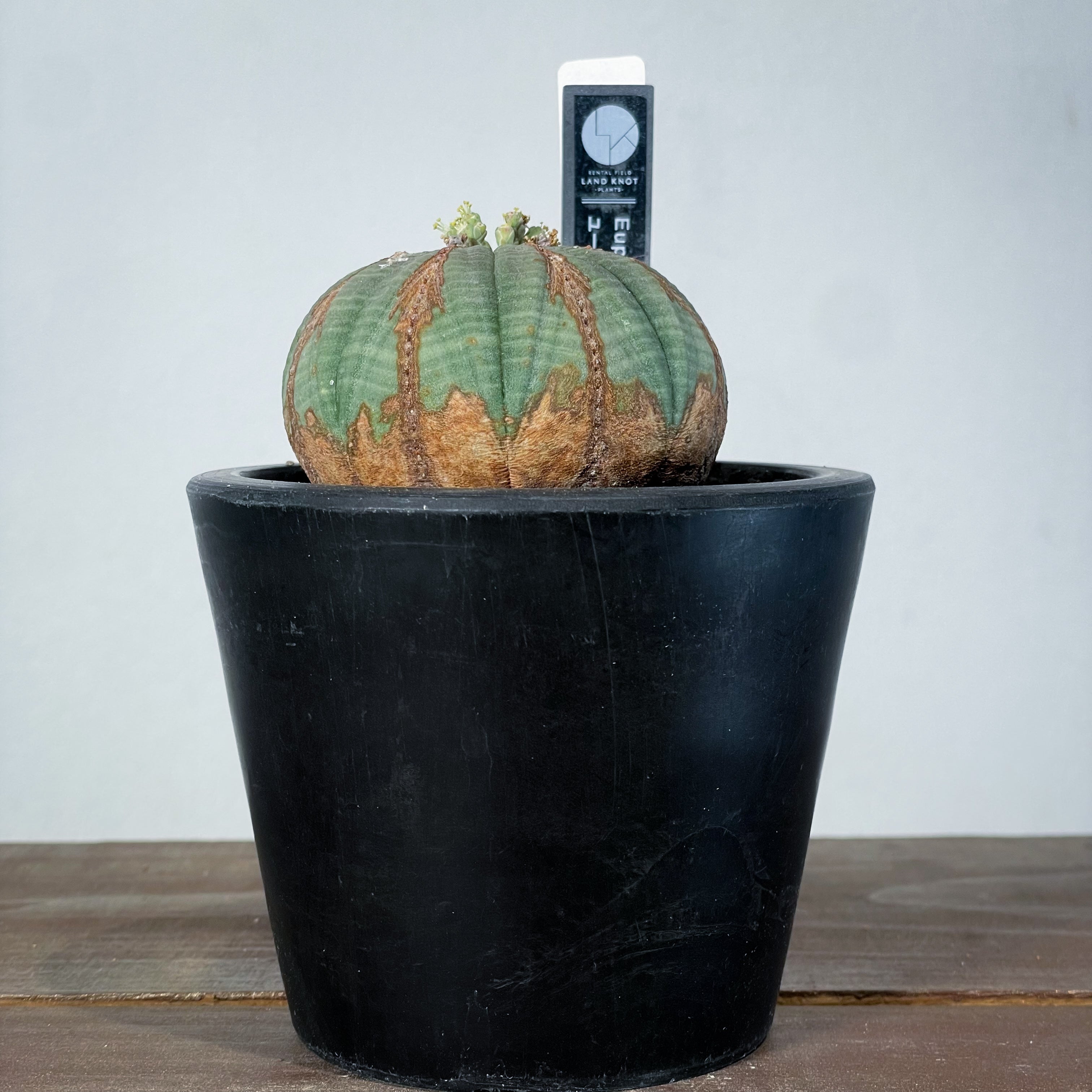 IMG-8529.jpg?v=1727253565