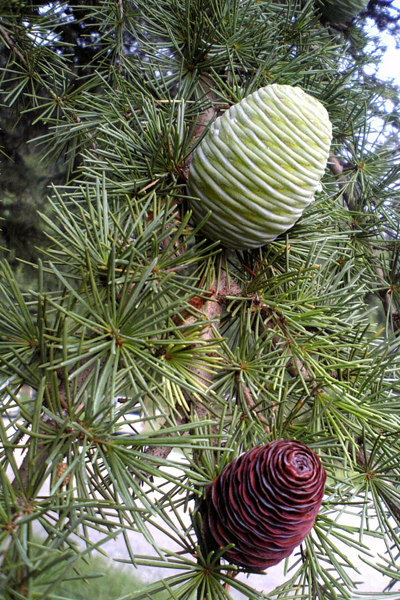 ナゾの杉ぼっくり : 湘南番外地
