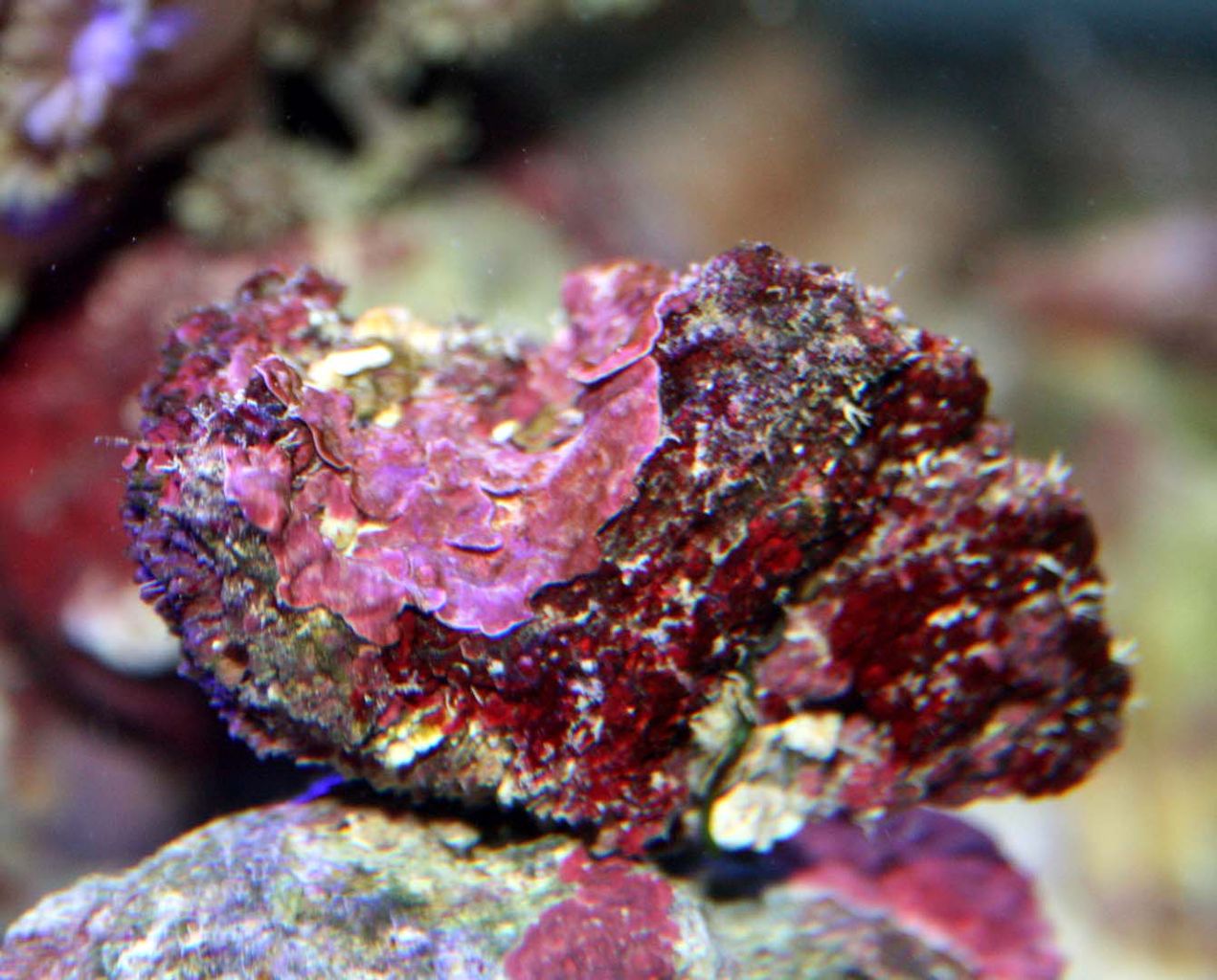 ライブロックの選び方は ライブロックの醍醐味は | 商品の紹介 | 海水