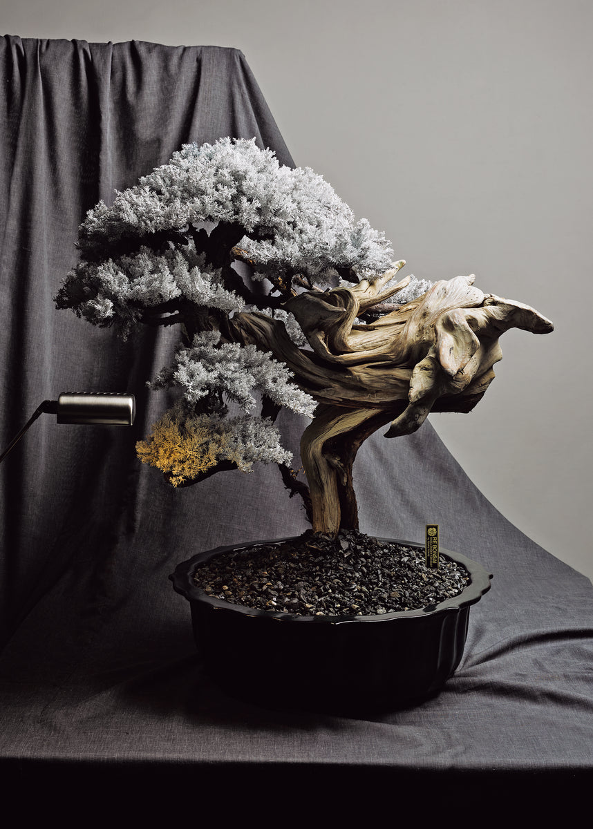 枯れない盆栽「RE BONSAI™」 – GOETHE STORE