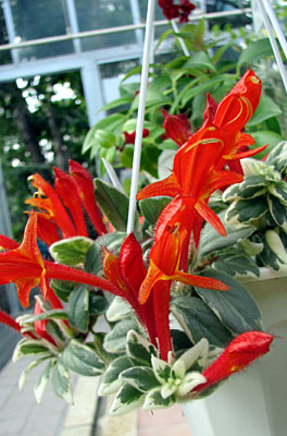 コルムネア・ヒルタ 'ライトプリンセス'Columnea hirta Light Princess'