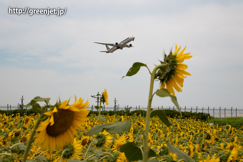 飛行機とひまわり～B787-10とともに | MGT Greenjet 飛行機撮影記