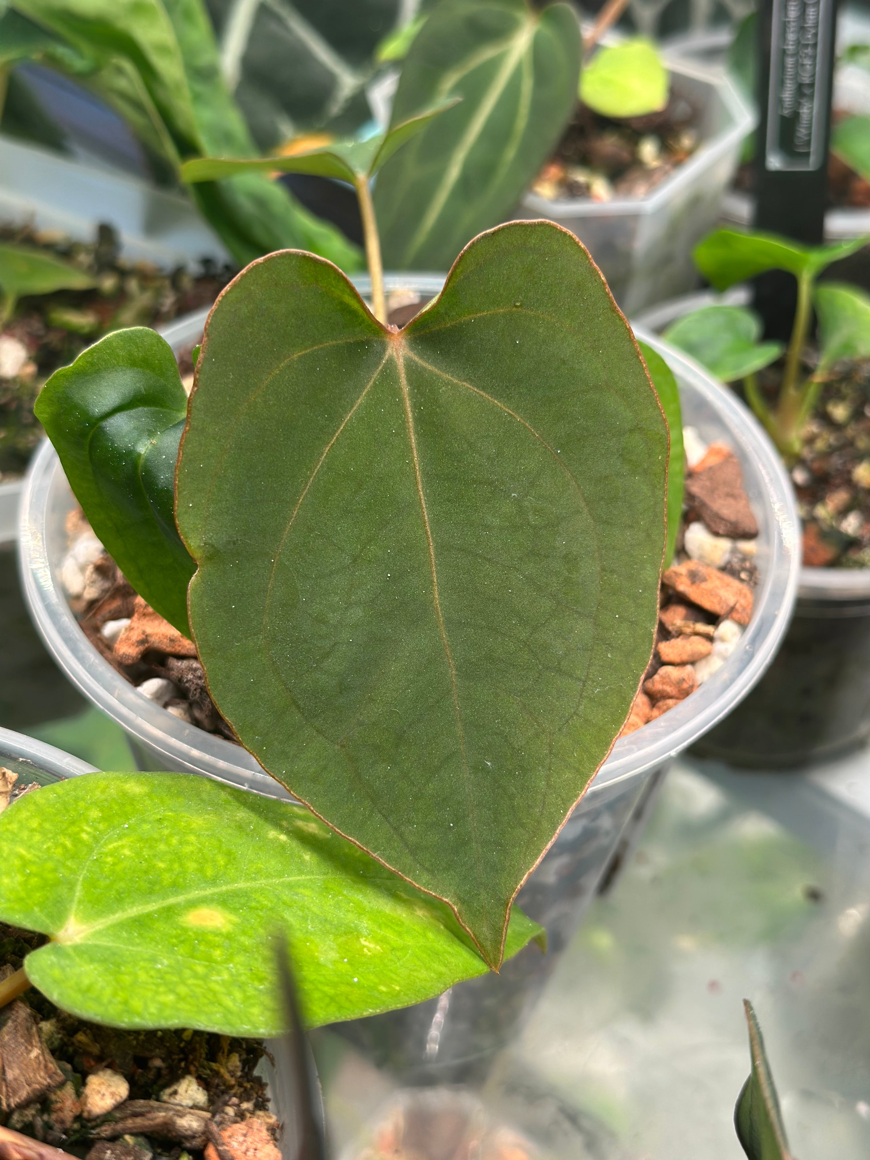 244863CE-6982-4B0E-A4CE-