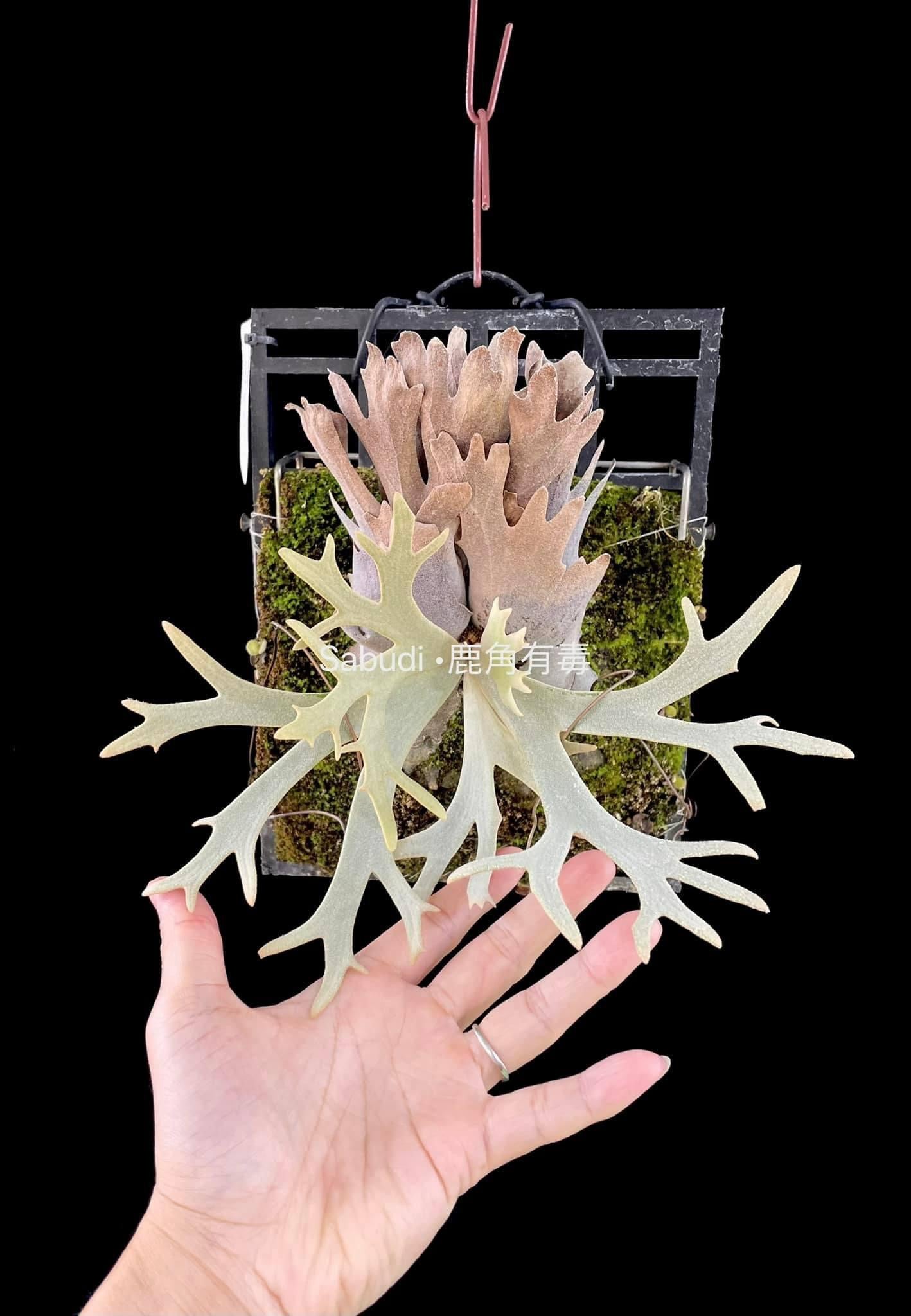 ビカクシダ P.willinckii Frosty Maiden Spore 02 P. Willinckii Spore