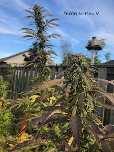 人気No.1】霞の境GrapeGod H4CBH 1mlグレープゴッド31 人気No.1】霞の