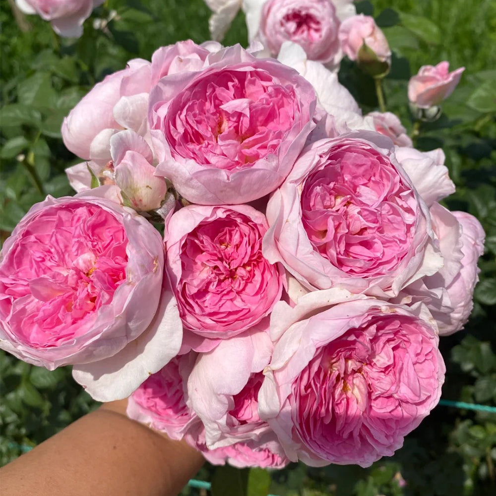 Mon Coeur Japanese Florist Climbing Rose – Highgarden Roses