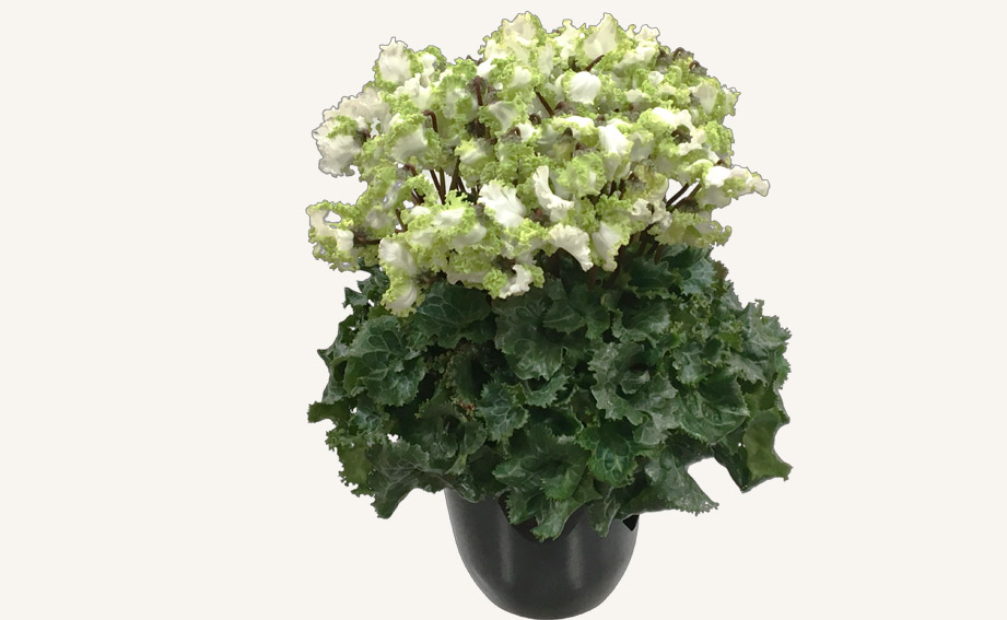 シクラメン アイスプリンセス｜WEBカタログ｜未来アグリス株式会社