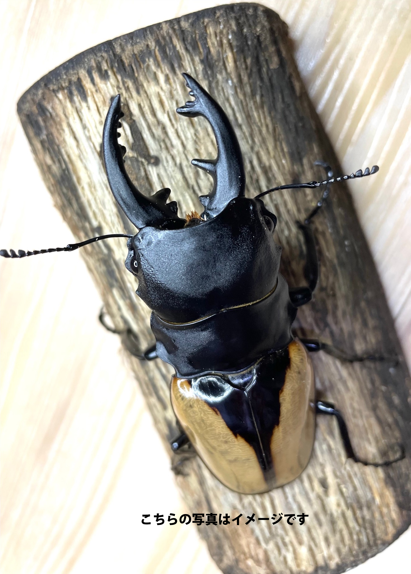 幼虫】ブルマイスターツヤクワガタ – INSECT SHOP KMY