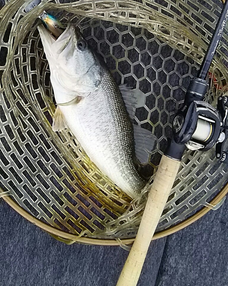 アブガルシア FXC-75MH ディープマニピュレーター アブガルシア FXC