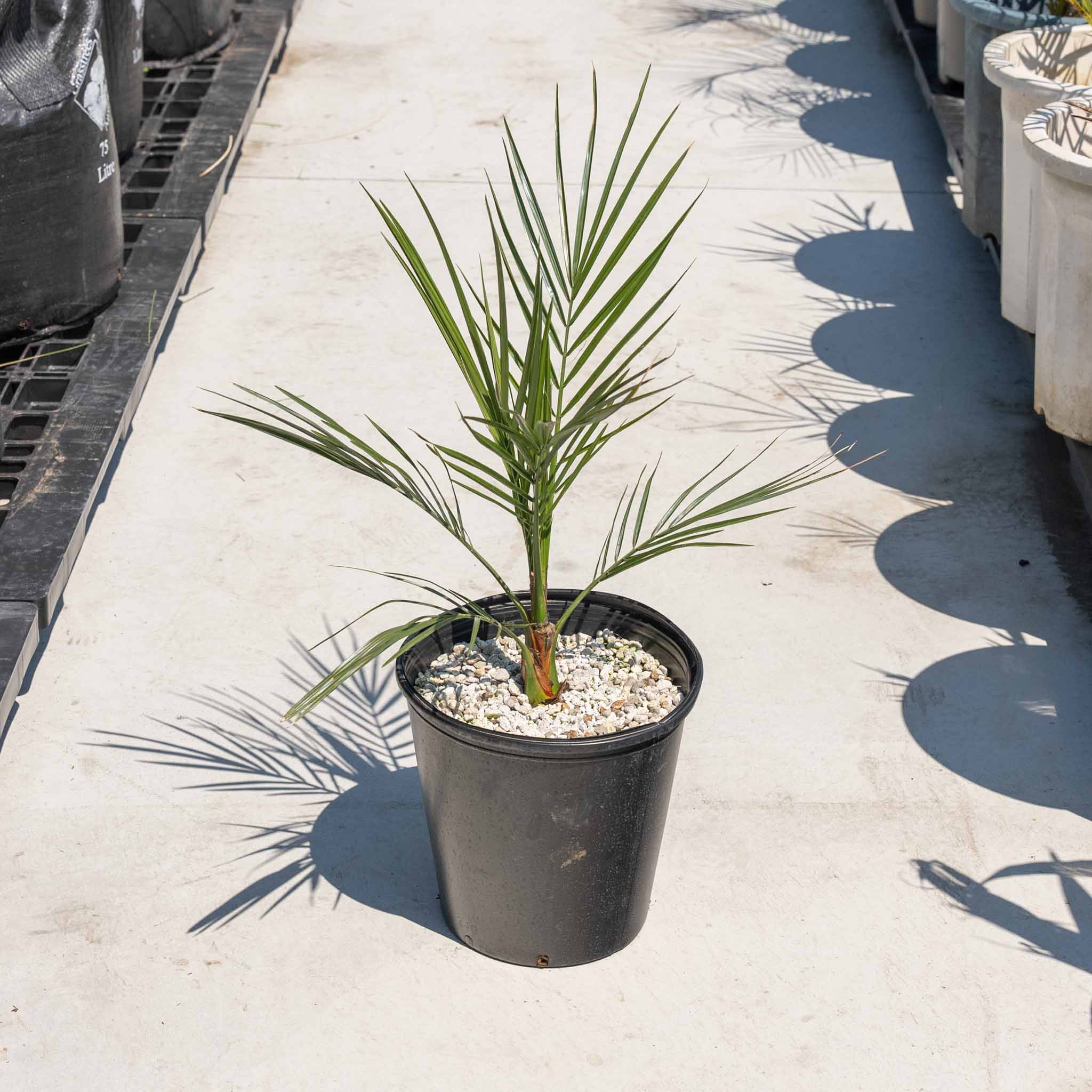 カナリーヤシ - 小 – ANOTHER PLANTS