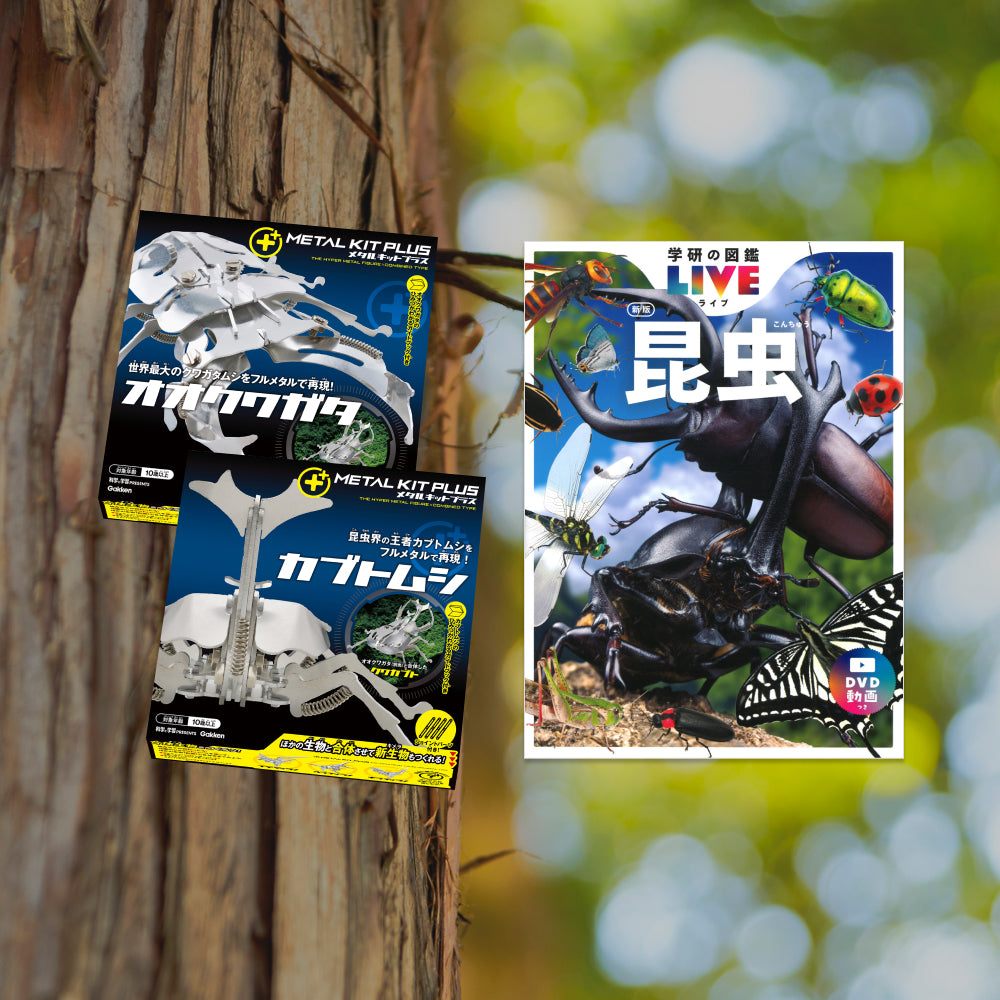 O*ん様 オーストラリアの ムカシタマムシ 3種セット オーストラリアの