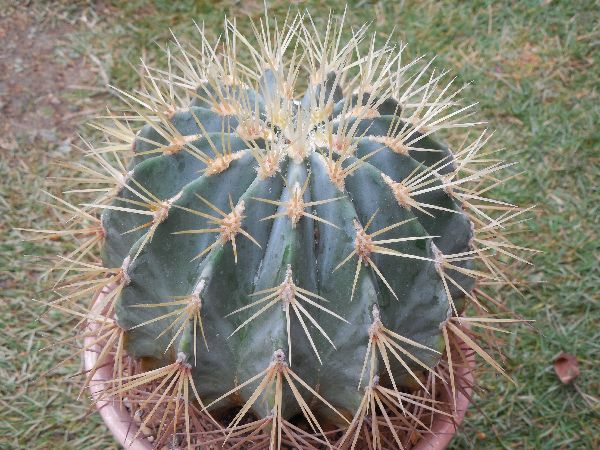 王冠竜（実生）