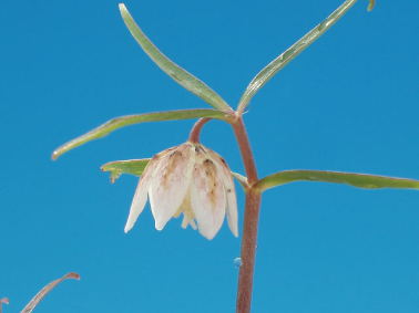コバイモの異常: 彩の華日記
