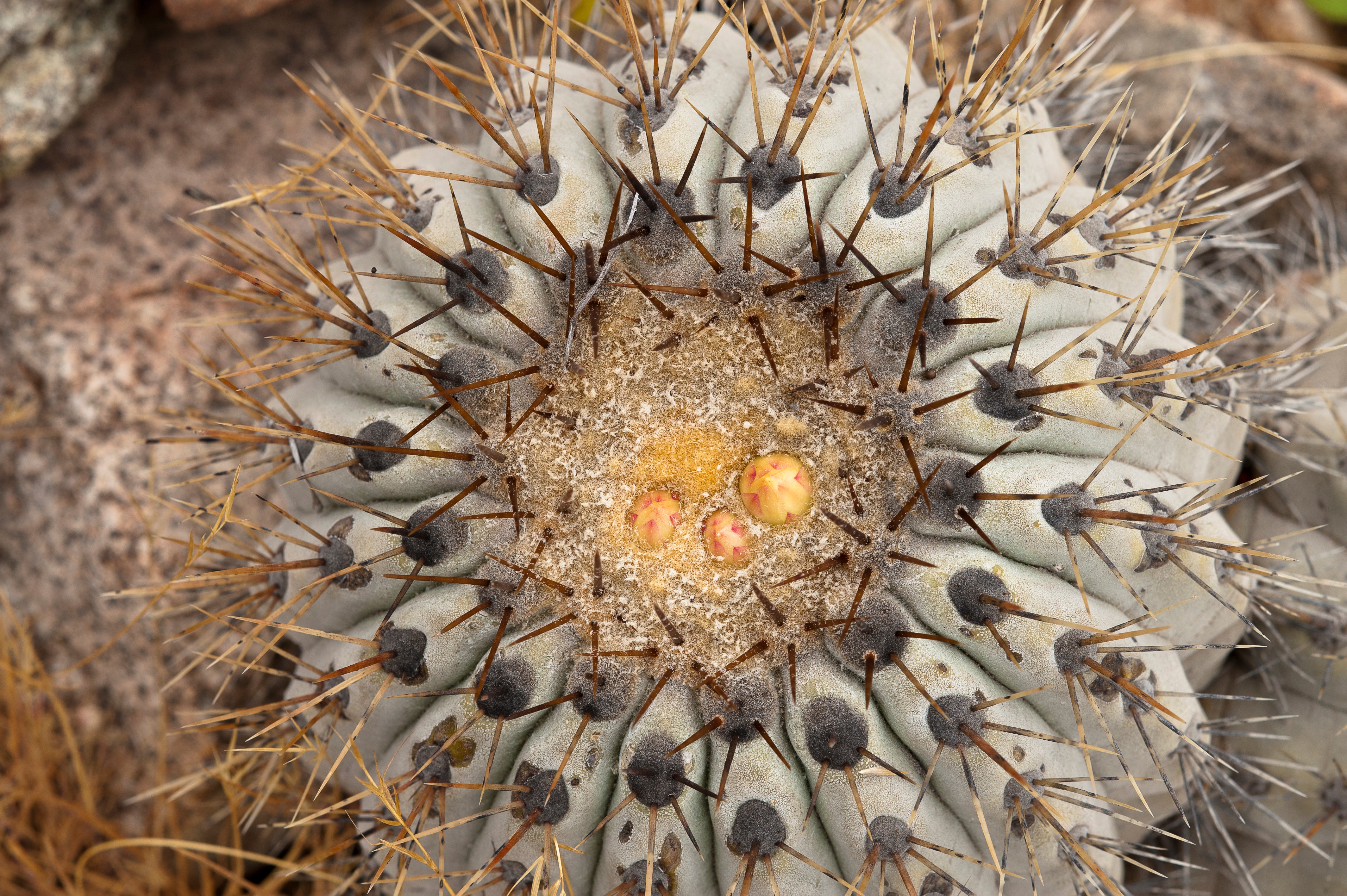 新品 COPIAPOA CINEREA FlowerSeason 新品 COPIAPOA CINEREA