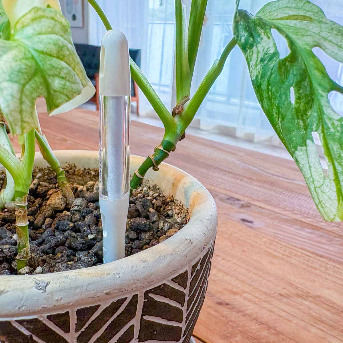 サスティー 水やりチェッカー S M L 白 緑 黒 – miipas