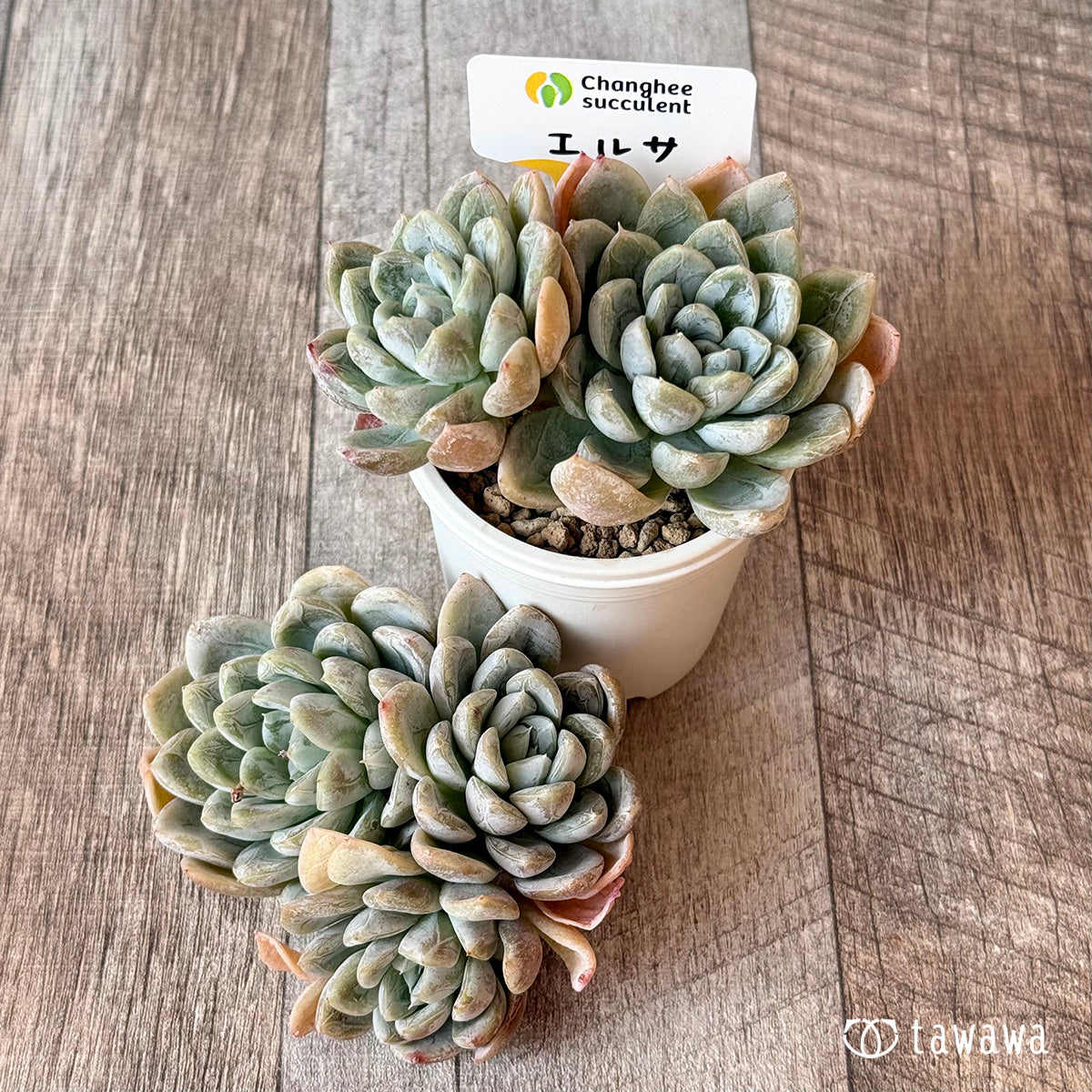 エルサ （チャンヒー農園苗） – 多肉植物の通販・販売サイト tawawa