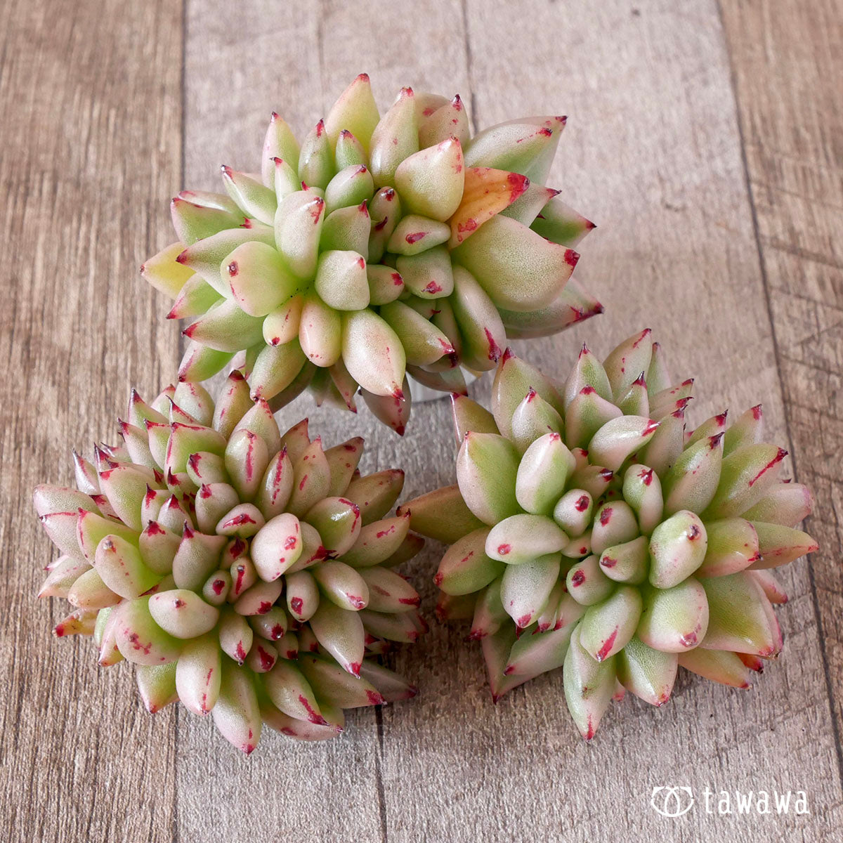 マリア錦綴化 – 多肉植物の通販・販売サイト tawawa