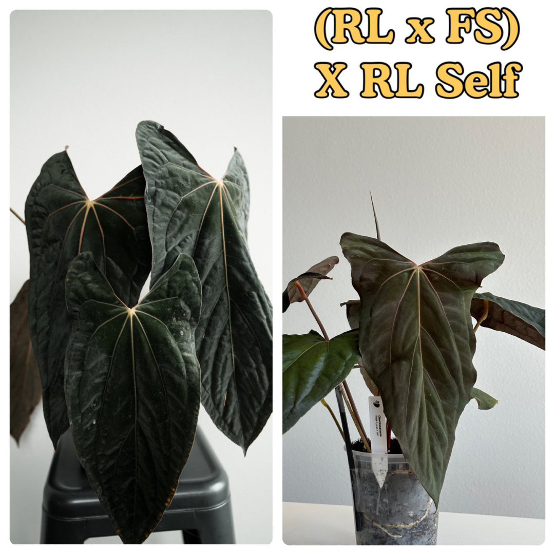 Anthurium papillilaminum 'RLFS' x pap 'RL' s1 – The Plant Plug