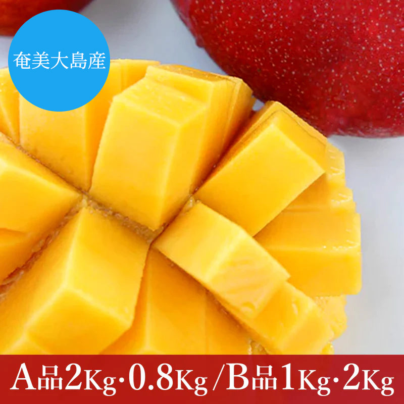 8月上旬頃から順次出荷】【直送ふるさと便】令和7年 奄美大島産 谷口