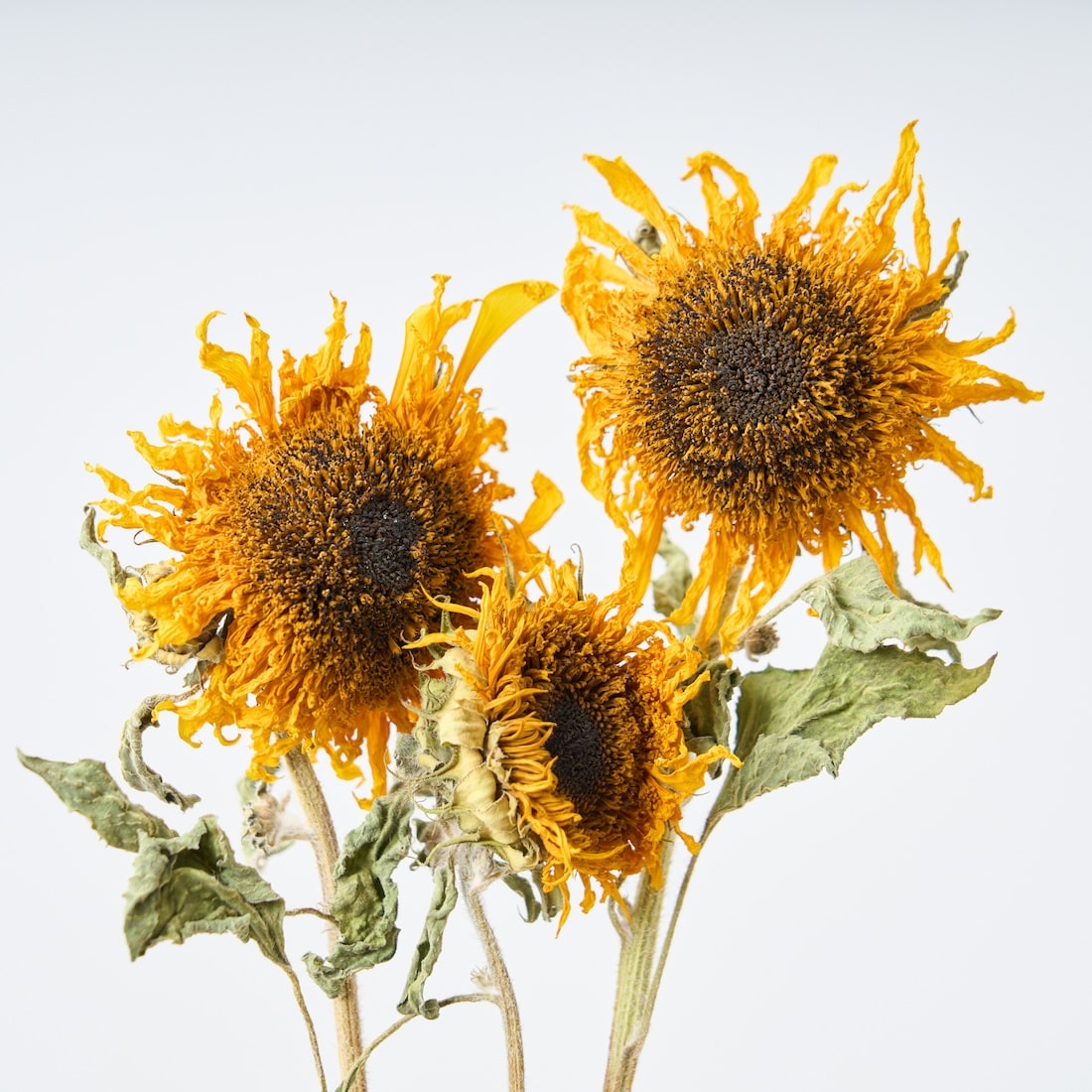 ドライフラワー］ゴッホのひまわり 商品ページ - 土と風の植物園