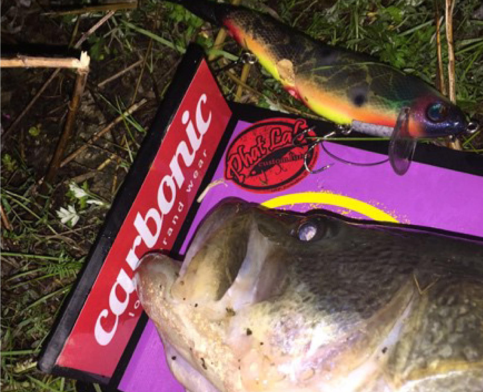 Nekosogi DSR｜Phat Lab. – ファット・ラボ