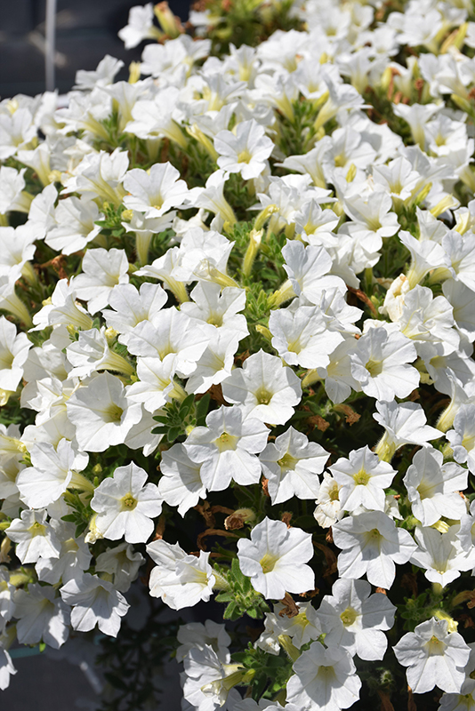 Itsy White Petunia (Petunia 'Itsy White') in Denver Arvada Wheat