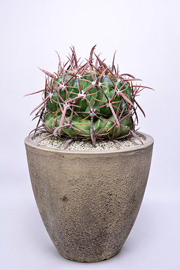 ホマロケファラ 強刺綾波 | 叢 – くさむら – Qusamura