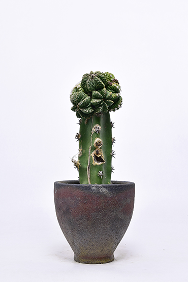 アズテキウム 花籠 | 叢 – くさむら – Qusamura